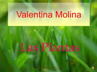 Valentina Molina 
Las Plantas 
30/09/2014 
Trabajo realizado por la alumna del colegio 
"Los Vascos" Valentina Molina 
 