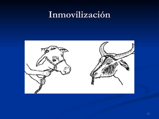Inmovilización 
