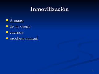 Inmovilización A mano de las orejas cuernos mocheta manual 