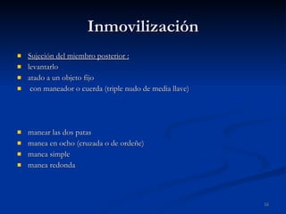 Inmovilización Sujeción del miembro posterior : levantarlo atado a un objeto fijo con maneador o cuerda (triple nudo de media llave) manear las dos patas manea en ocho (cruzada o de ordeñe) manea simple manea redonda 