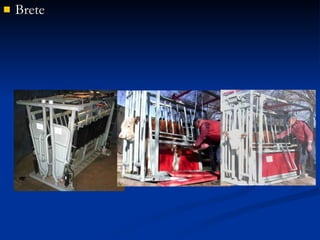 Brete 
