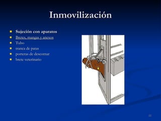 Inmovilización Sujeción con aparatos Bretes, mangas y anexos Tubo tranca de patas porteras de descornar brete veterinario 