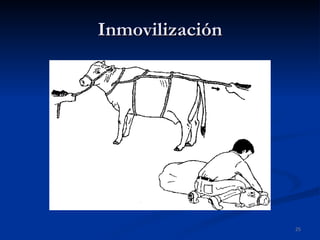 Inmovilización 