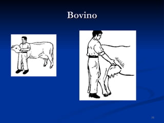 Bovino 