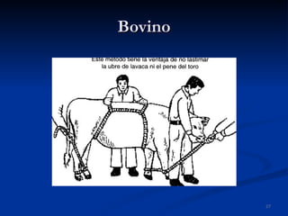 Bovino 