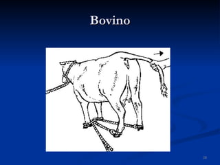 Bovino 