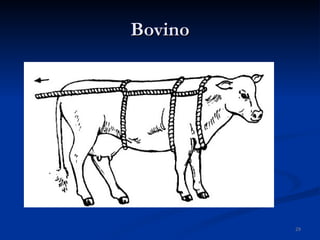 Bovino 