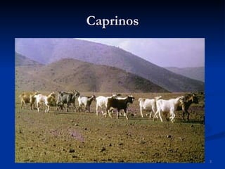 Caprinos 