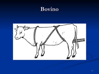 Bovino 