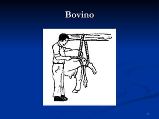 Bovino 
