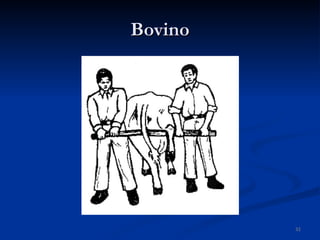 Bovino 