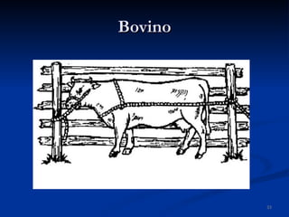 Bovino 