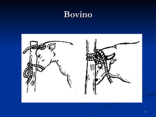 Bovino 