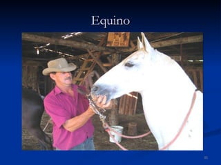 Equino 