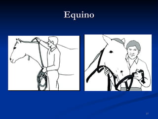 Equino 