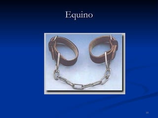 Equino 