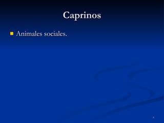 Caprinos Animales sociales. 