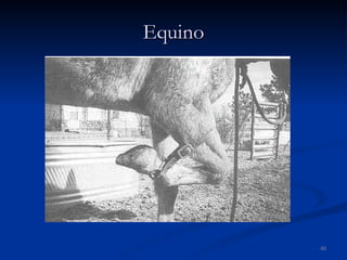 Equino 