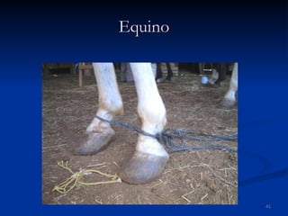 Equino 