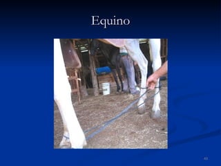 Equino 