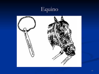 Equino 