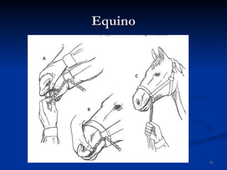 Equino 