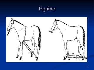Equino 
