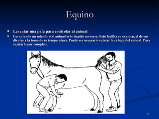 Equino Levantar una pata para controlar al animal Levantando un miembro al animal se le impide moverse. Esto facilita su examen, el de sus dientes y la toma de su temperatura. Puede ser necesario sujetar la cabeza del animal. Para sujetarlo por completo. 