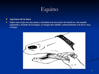 Equino Apertura de la boca Sujete una oreja con una mano y introduzca la otra entre los incisivos y las muelas sujetando y tirando de la lengua. La lengua del caballo, contrariamente a la de la vaca, es larga. 