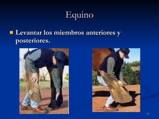 Equino Levantar los miembros anteriores y posteriores. 