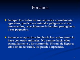 Porcinos Aunque los cerdos no son animales normalmente agresivos, pueden ser animales peligrosos si son amenazados, especialmente la hembra protegiendo a sus pequeños.  Anuncie su aproximación hacia los cerdos como lo hace con otros animales. No camine hacia ellos tranquilamente y los sorprenda. Si trata de llegar a ellos sin hacer ruido, los puede sorprender. 