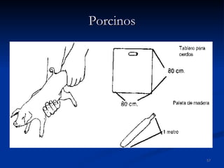 Porcinos 