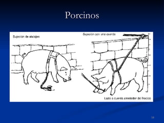 Porcinos 