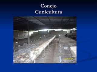 Conejo Cunicultura 