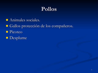 Pollos Animales sociales. Gallos protección de los compañeros. Picoteo Desplume 