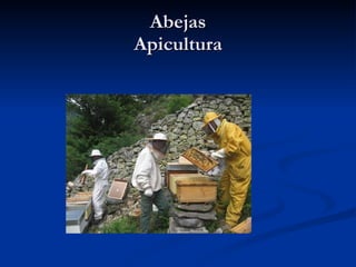 Abejas Apicultura 