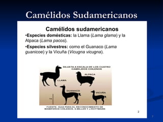 Camélidos Sudamericanos 