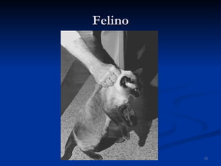 Felino 