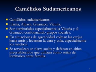 Camélidos Sudamericanos Camélidos sudamericanos: Llama, Alpaca, Guanaco, Vicuña. Son territoriales especialmente la Vicuña y el Guanaco conformando grupos sociales. En situaciones de agresividad voltean las orejas hacia atrás y levantan la cara y cola, especialmente los machos. Se revuelcan en tierra suelta y defecan en sitios preestablecidos que utilizan como señas de territorios entre familia. 
