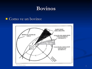 Bovinos Como ve un bovino: 