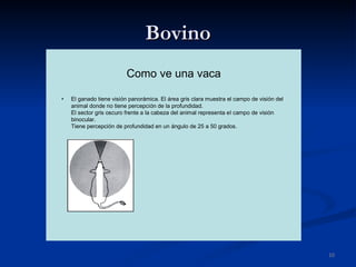 Bovino 