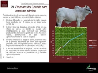 Sabemos Cómo
Fondo de Capital Privado – Inversiones Ganaderas
0
50
100
150
200
250
300
350
400
450
500
0 10 20 30 40
Destete
Estrés
Levante
Ceba
Procesos del Ganado para
consumo cárnico
Tradicionalmente el proceso del Ganado para consumo
cárnico se ha dividido en cinco actividades básicas:
1. Destete: El novillo es separado de la madre cuando
tiene alrededor de 8 meses con un peso aprox.
de180 Kg.
2. Estrés: Una vez destetado el novillo entra en una
etapa de estrés, en donde su cuerpo sufre
modificaciones a nivel hormonal que terminan
produciendo alteraciones positivas en las funciones
vitales, disminuyendo en este periodo
aproximadamente 15 kilos de su peso.
3. Levante: finalizada la etapa de estrés, el animal entra
en el proceso de levante, en donde son separados
por sexo, para evitar posible preñez prematura, hasta
lograr una madurez con un peso aprox de 300 Kg.
4. Ceba: es la etapa final de engorde. Una vez el animal
ha madurado, el animal se encuentra en un proceso
de ceba para alcanzar un peso entre 450 y 480 kilos
aproximadamente
5. Sacrificio.
Meses
KG
 