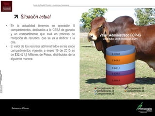 Sabemos Cómo
Fondo de Capital Privado – Inversiones Ganaderas
Situación actual
• En la actualidad tenemos en operación 5
compartimentos, dedicados a la CEBA de ganado
y un compartimento que está en proceso de
recepción de recursos, que se va a dedicar a la
cría.
• El valor de los recursos administrados en los cinco
compartimentos vigentes a enero 16 de 2015 es
de $32.421,6 Millones de Pesos, distribuidos de la
siguiente manera:
$ 8.890,4
$ 4.348,1
$ 6.481,1
$ 8.400,0
$ 4.302,0
Valor Administrado FCP-IG
23-Octubre-2014 (millones $ COP)
Compartimento 21 Compartimento 23
Compartimento 24 Compartimento 25
Compartimento 26
 