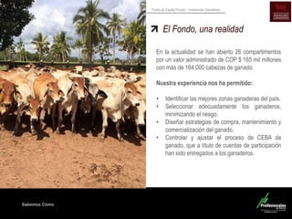 Sabemos Cómo
Fondo de Capital Privado – Inversiones Ganaderas
En la actualidad se han abierto 26 compartimentos
por un valor administrado de COP $ 165 mil millones
con más de 164,000 cabezas de ganado.
Nuestra experiencia nos ha permitido:
• Identificar las mejores zonas ganaderas del país.
• Seleccionar adecuadamente los ganaderos,
minimizando el riesgo.
• Diseñar estrategias de compra, mantenimiento y
comercialización del ganado.
• Controlar y ajustar el proceso de CEBA de
ganado, que a título de cuentas de participación
han sido entregados a los ganaderos.
El Fondo, una realidad
 