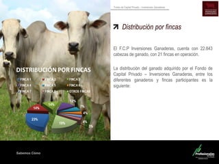 Sabemos Cómo
Fondo de Capital Privado – Inversiones Ganaderas
Distribución por fincas
El F.C.P Inversiones Ganaderas, cuenta con 22.843
cabezas de ganado, con 21 fincas en operación.
La distribución del ganado adquirido por el Fondo de
Capital Privado – Inversiones Ganaderas, entre los
diferentes ganaderos y fincas participantes es la
siguiente:
 