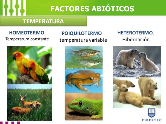 Presentacion1 alex cayetano