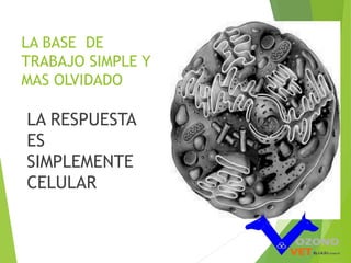 LA BASE DE 
TRABAJO SIMPLE Y 
MAS OLVIDADO 
LA RESPUESTA 
ES 
SIMPLEMENTE 
CELULAR 
 