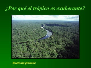 ¿Por qué el trópico es exuberante?
Amazonía peruana
 