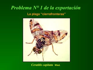 Problema N° 1 de la exportación
Ceratitis capitata Wied.
La plaga “cierrafronteras”
 