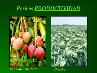 Perú es PRODUCTIVIDAD
San Lorenzo, Piura Chincha
 